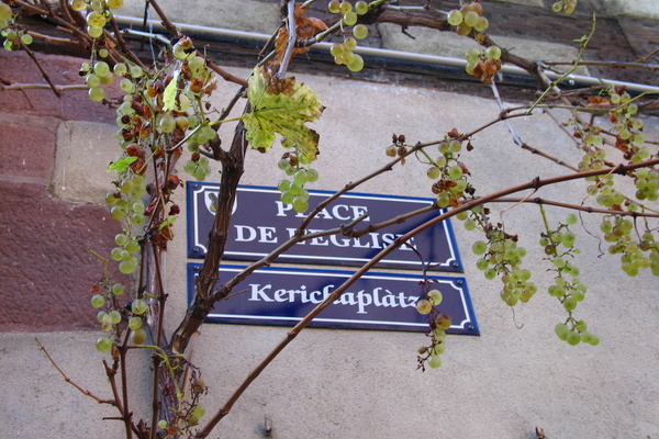 Eglise Sainte Croix de Kaysersberg 