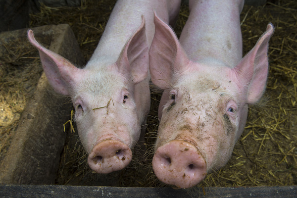 Cochons � La Focale de Soultz