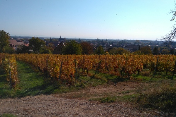  Vignoble Molsheim Automne